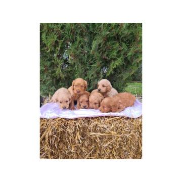 Labradoodle prelepi štenci