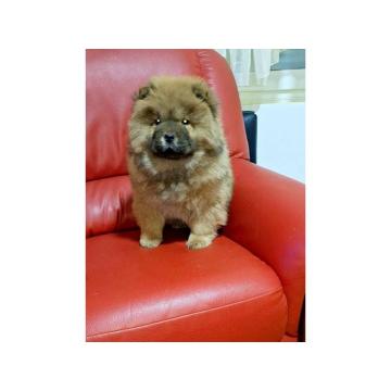 Na prodaju kučići chow chow 