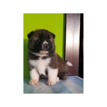 Američka Akita štenci