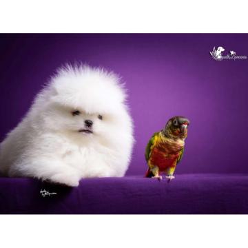 Beli POMERANAC vrhunskog porekla