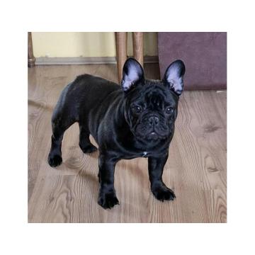 Francuski Buldog PRELEPI štenci