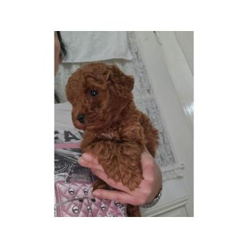 Prodajem prelepe PUDLE 