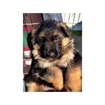  Prodajem stenad nemackog ovcara 