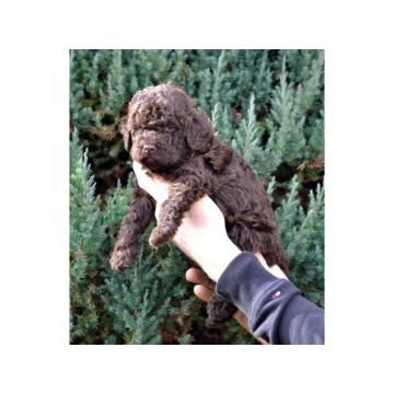 Lagotto Romagnolo štenci
