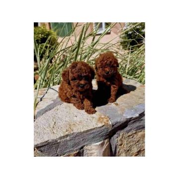 Teddy bear toy PUDLE – malene, prelepe 