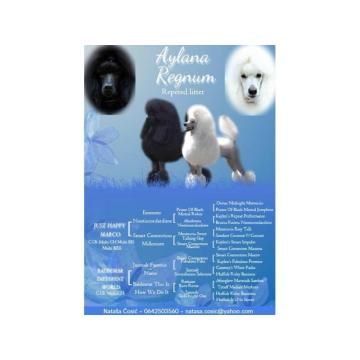 Pudle standard stenci