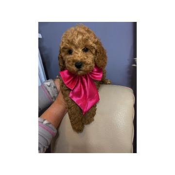 Aprikot patuljaste pudle