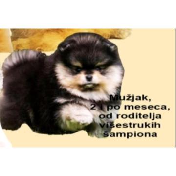 Prelepi pomeranci BOO-a