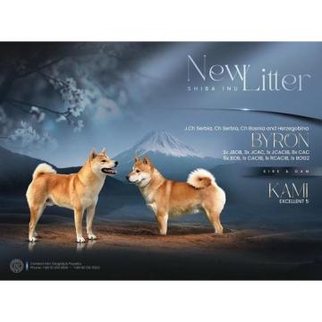 Shiba inu štenci šampionskog porekla