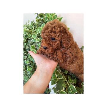 Prodajem preslatke bebice PUDLI 