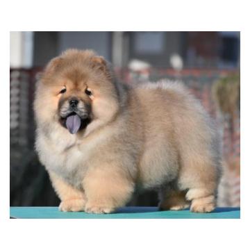 Chow Chow Cau Cau Čau Čau