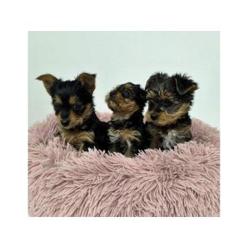 Štenci Jorki terijera  