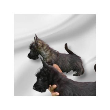 ŠKOTSKI TERIIJER štenci 