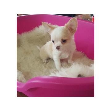 Na prodaju prelepe teacup ČIVAVE  