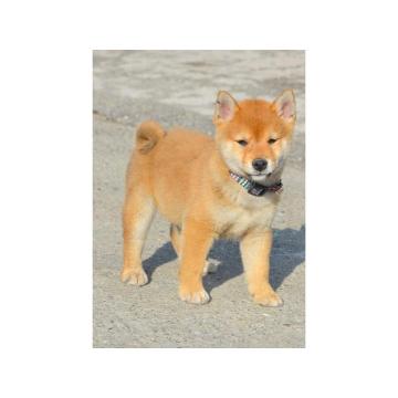 Shiba Inu štenci