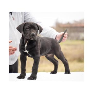 Cane Corso štenci 