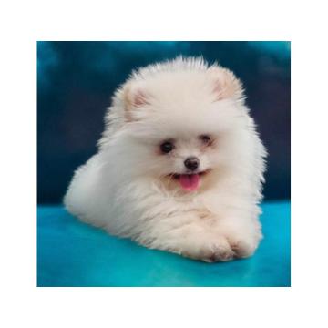 Pomeranski Špic štenci