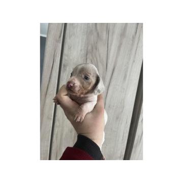 Isabel merle piedbal jaze na prodaju