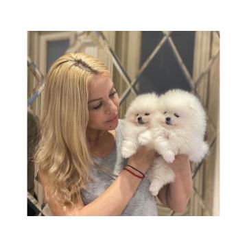 Прелепо померанско штене.