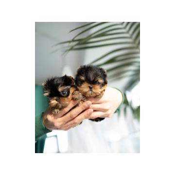 Адорабле Теацуп Иоркие