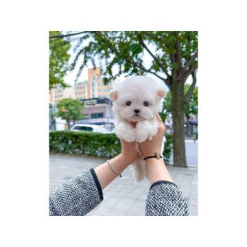 Прелепи штенад малтезера Теацуп