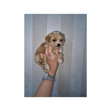 Prodajem preslatke stence maltipooa 