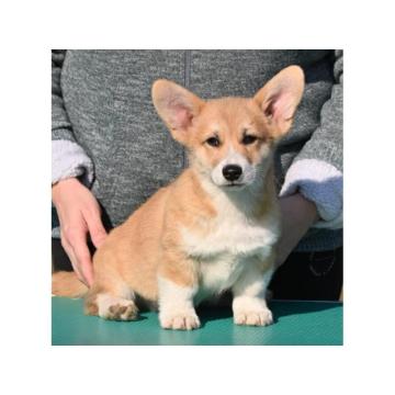 Velski korgi/Welsh Corgi Pembroke