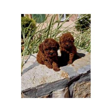 Teddy bear toy PUDLE  