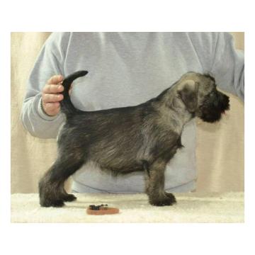 Srednji šnaucer, štenci