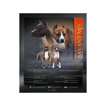 Američki Stafordski Terijer 