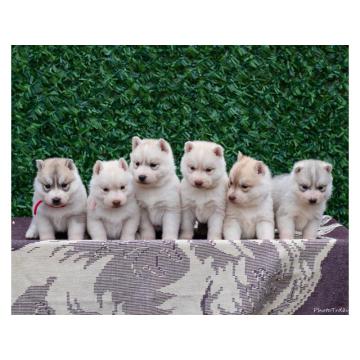 Sibirski Haski štenci