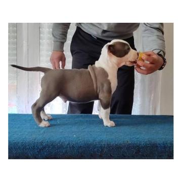 Američki Stafordski terijer štenci