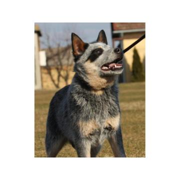Australijski govedar štenci