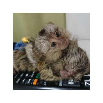 Na prodaju bebe marmozeta stare 9 tjedana, 