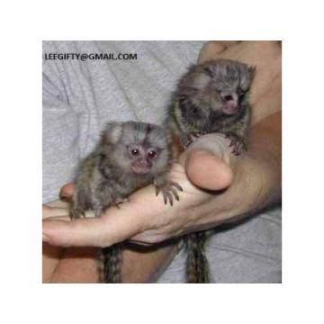 Inteligentna beba marmozet majmuna na prstu na prodaju,