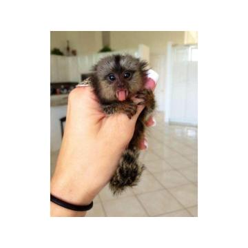 Prodaju se prekrasni bebi marmozet majmuni, 