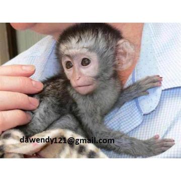 Na prodaju bebe kapucina stare 9 tjedana, 