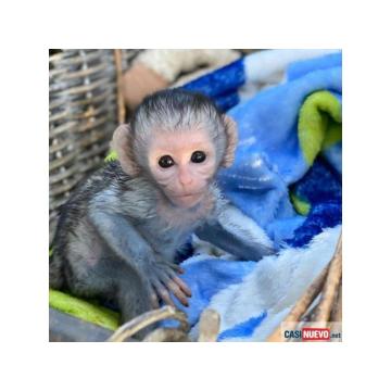 Izvanredna beba kapucina, majmuni dostupni za prodaju