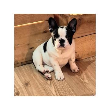 Francuski Buldog PRELEPI štenci
