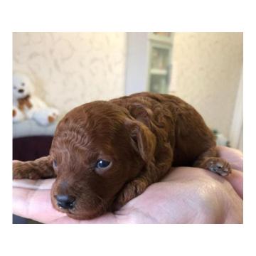 Pudle crvene, oba pola 