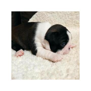 Prelepi štenci BOSTON terijera 