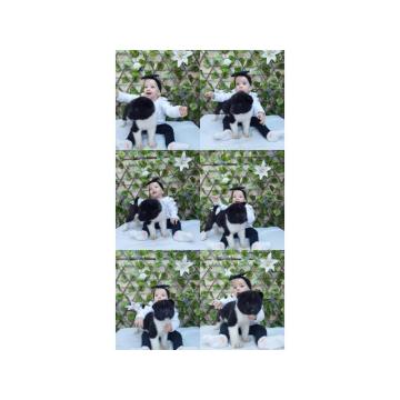 Stenci americke akite 