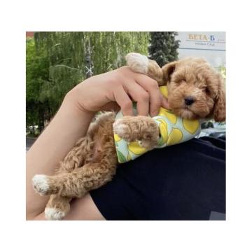 Pudla-Maltipoo 