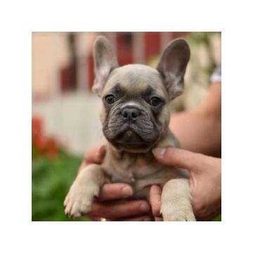 Francuski buldozi egzotični 