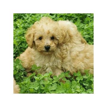 Pudle apricot patuljaste 