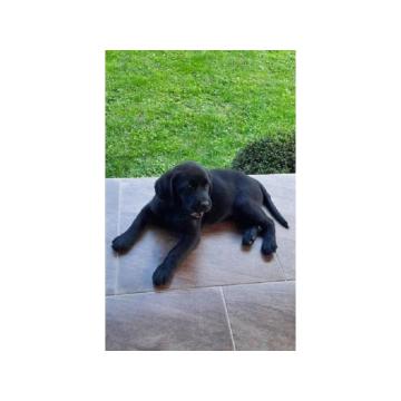 Štenci Labrador retrivera  
