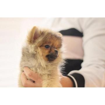 Patuljasti špic - pomeranac 