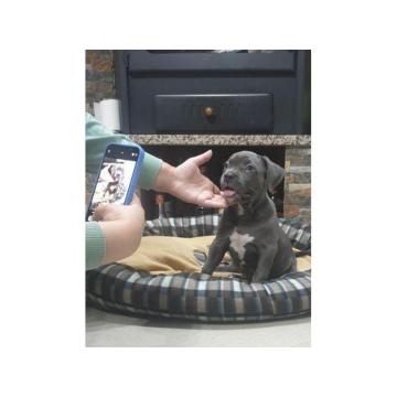 Pit bull blue nose xl 