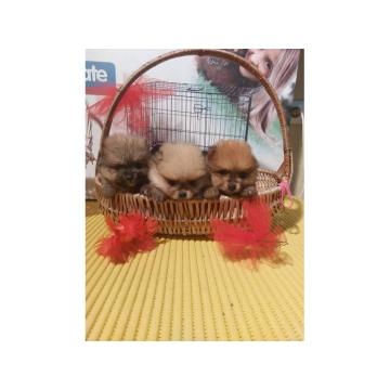 Nemački pomeranski špicevi 