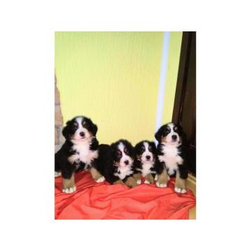 Bernski planinski pas 